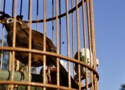 笼中雀,探寻自由与束缚的哲学寓言